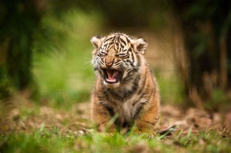 Download A young baby tiger in its natural habitat | Wallpapers.com