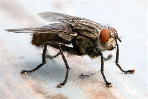 How To Get Rid of Cluster Flies: Simple, Effective Solution and Ideas