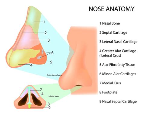 Nose Anatomy