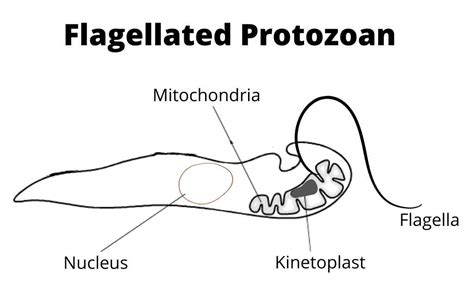 Protozoa-General Structure, Characteristics, and Classification