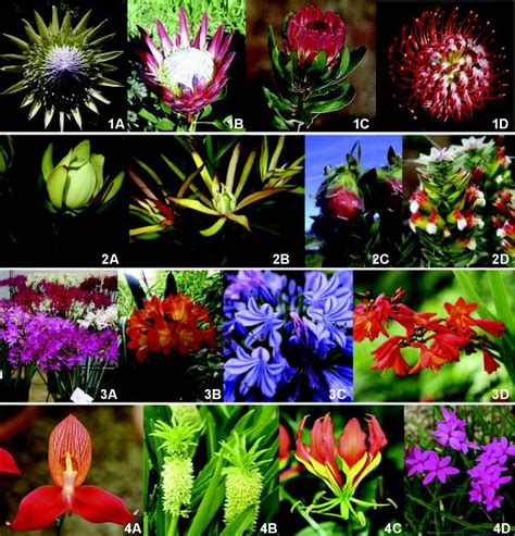 Figure 1 from The potential of South African indigenous plants for the ...