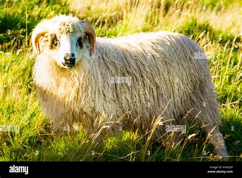 Wildlife in the Faroe Islands Stock Photo - Alamy