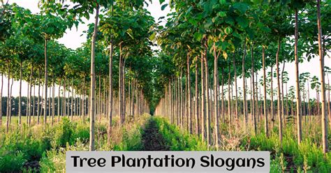 315+ Best Tree Plantation Slogans and Taglines For Your Campaign