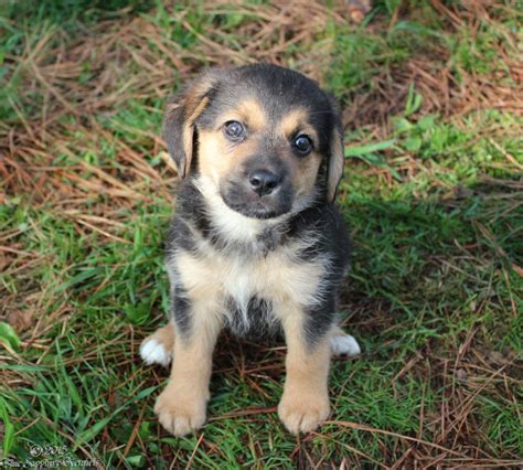 Our little rescue Beagle mix puppy "Snoop Dawg" | Beagle mix puppies, Puppies, Dogs and puppies