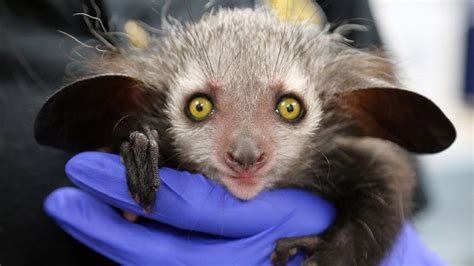 'Omen of Evil' baby aye-aye lives in Denver zoo | Fox News