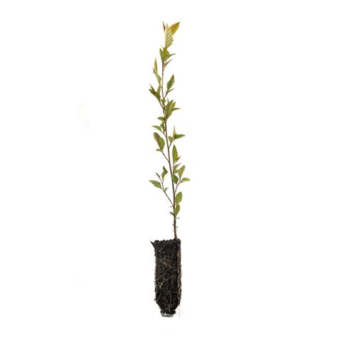 River Birch | Medium Tree Seedling – The Jonsteen Company