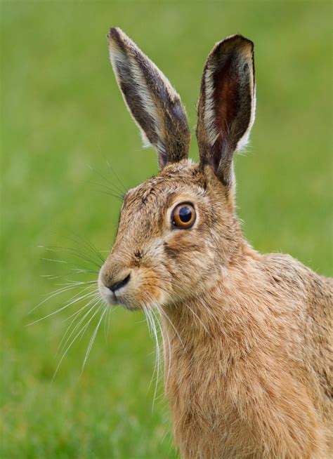 Wrights Wanderings: Brown Hares, Rutland