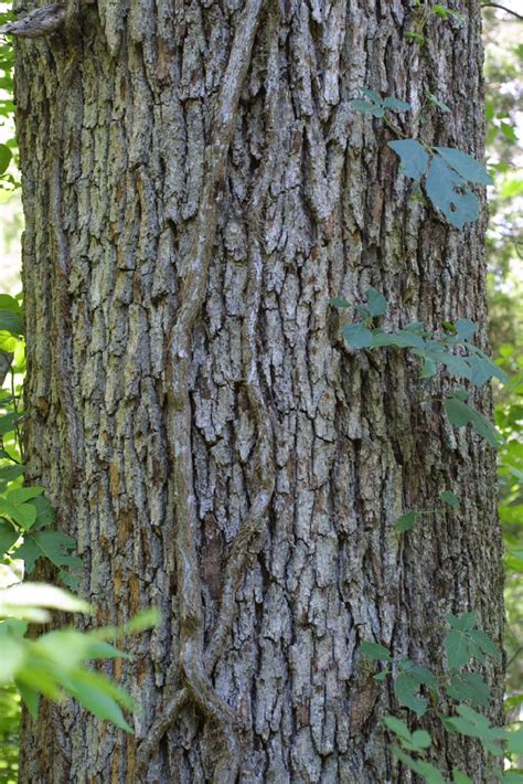 Quercus stellata (Fagaceae) - bark - of a large tree