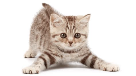 Understanding Your Cat’s Body Language | Karla's Pet Care in Elk Grove, CA