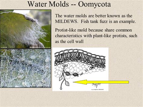 Water Molds -- Oomycota