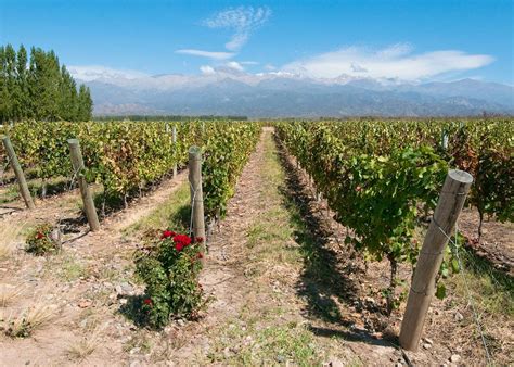 Visit Mendoza on a trip to Argentina | Audley Travel US