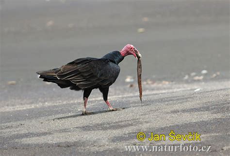 Cathartes aura Pictures, Turkey Vulture Images, Nature Wildlife Photos ...