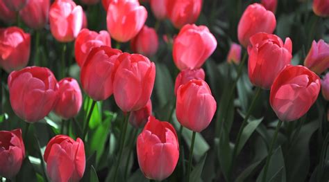 Tulip Colors: What Colors Do Tulip Flowers Bloom?