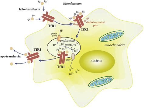 Transferrin | SpringerLink