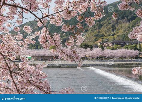 Cherry Blossom, Arashiyama in Spring,Kyoto, Japan Stock Image - Image of mountain, cherry: 108683827