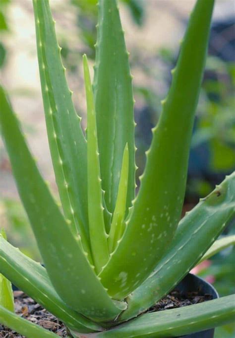 Aloe Vera Botanical Name: Facts, Types, Benefits, and Maintains