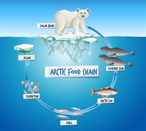 Arctic Food Chain Diagram Concept 2046785 Vector Art at Vecteezy