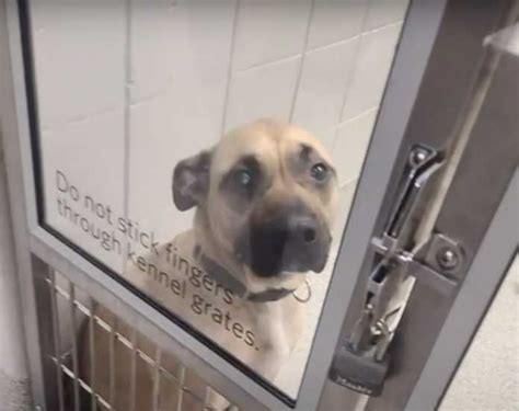 Lost Dog Adopted by New Owners Right Before Previous Family Discovers Her - SecBuzz