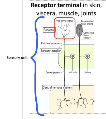 Sensory receptors and nociceptors Flashcards | Quizlet