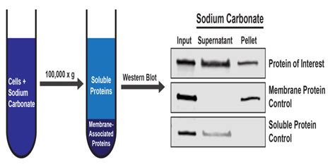 Fractionating Proteins by Solubility: or, How I Learned to Stop ...