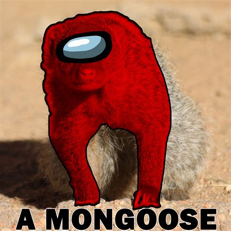 A mongoose : r/memes