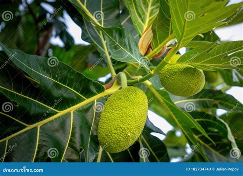 Asian Local Fruit Cempedak Hangging on Tree Stock Image - Image of malaysian, layer: 182734743