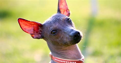 5 Things to Know About the Xoloitzcuintli - Petful