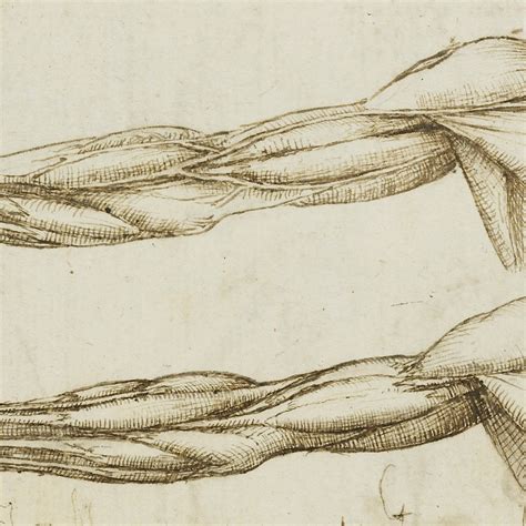 Leonardo Da Vinci Drawing Anatomy