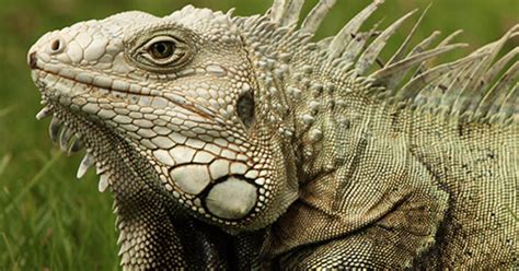 Five Things to Know About Iguanas | AMNH