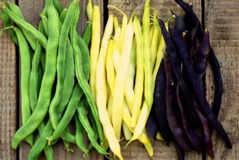 Different Types & Varieties of Green Beans (With Names and Pictures ...