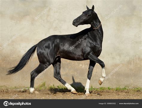 Magnífico Semental Akhal Teke Negro Con Cuatro Patas Blancas Corriendo: fotografía de stock ...