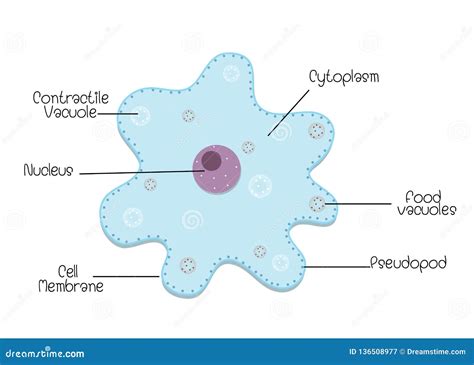 The Structure and Diagram of Amoeba Stock Vector - Illustration of membrane, ameba: 136508977