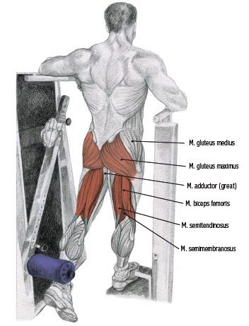 Standing Hip Extension • Bodybuilding Wizard