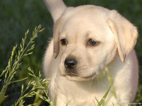 Labrador Retriever - Dogs breeds | Pets