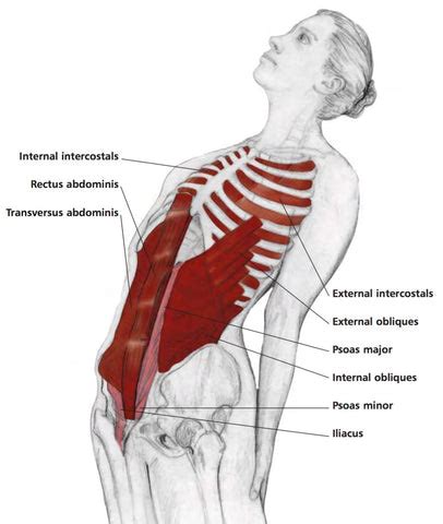 Rectus Abdominis Stretch