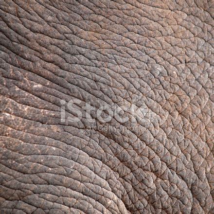 Elephant Skin Stock Photo | Royalty-Free | FreeImages