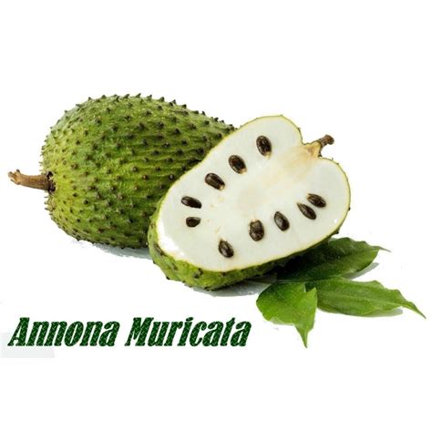 Graviola - Soursop Seeds (Annona muricata) - Price €3.85