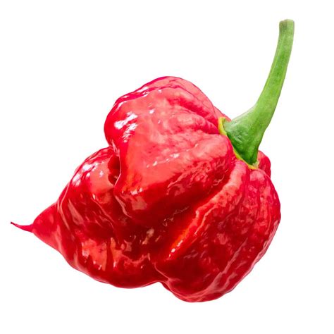 Chilli Pepper Trinidad Scorpion Seeds - Grass Seed | Wildflower Seed