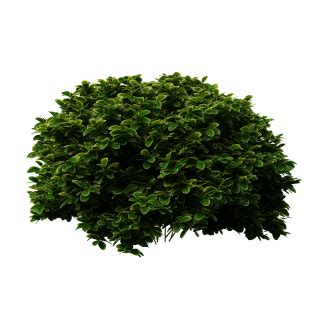 Bush Png