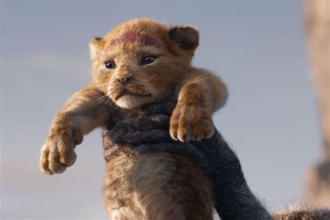 Simba from the new Lion King movie | The lion king, Leeuwenkoning, Live-action