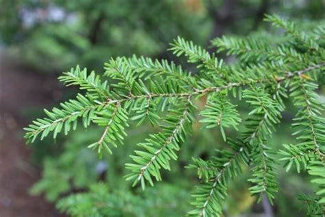 Tsuga canadensis (Canadian Hemlock, Eastern Hemlock) – Mount Royal Seeds