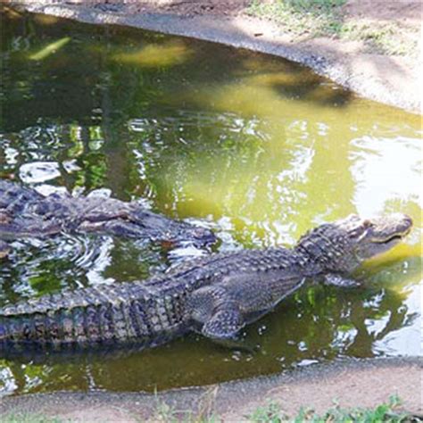 Crocodylus Park, Darwin CBD - Attractions Reviews, Phone, Bookings - AGFG