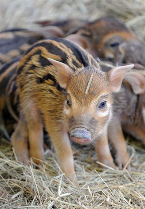 African Red River Hog Piglets Are a First for Zoo Miami - ZooBorns