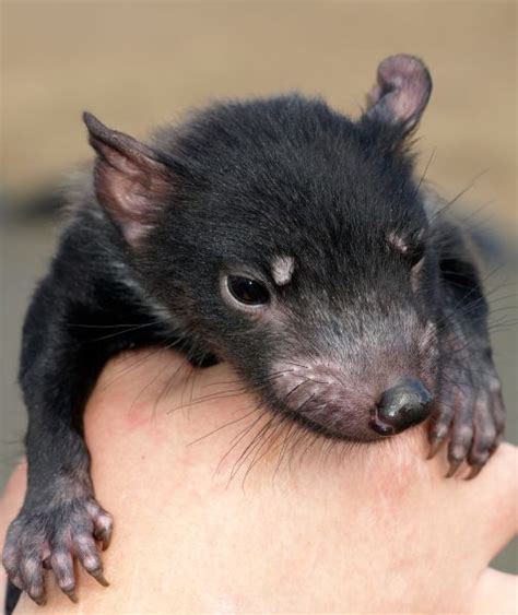 tasmanian-devil-baby-cute | Baby Animal Zoo