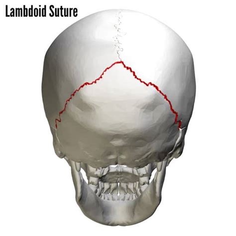 Bones of the Skull | Skull Osteology | Anatomy | Geeky Medics