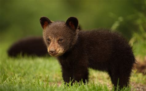 Download wallpapers little bear cub, Baribal, Black bear, wild nature for desktop free. Pictures ...