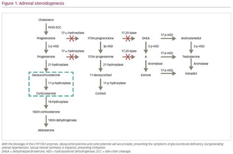 Congenital Adrenal Hyperplasia Due to 17-α-hydroxylase Deficiency: A Case Report ...