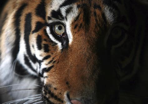 PUNA THE TIGER AT THE WILDLIFE HERITAGE FOUNDATION IN KENT. photo www.garyrobertsphoto.com ...