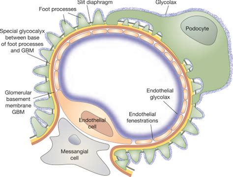 Glomerular Basement Membrane Layers