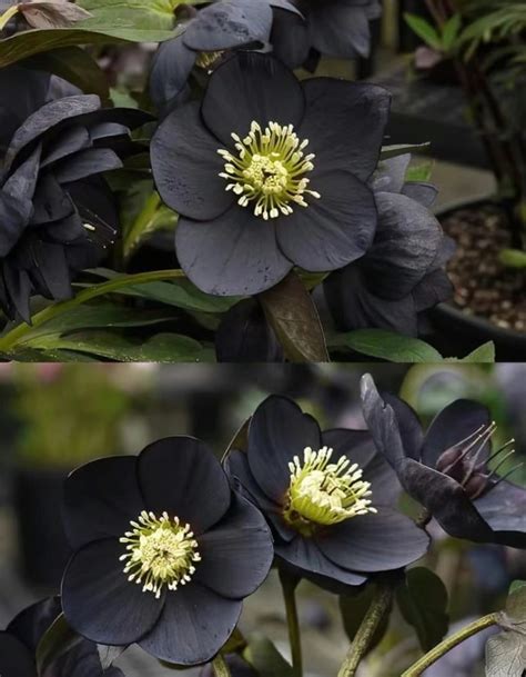 Christmas Rose-Black Hellebore